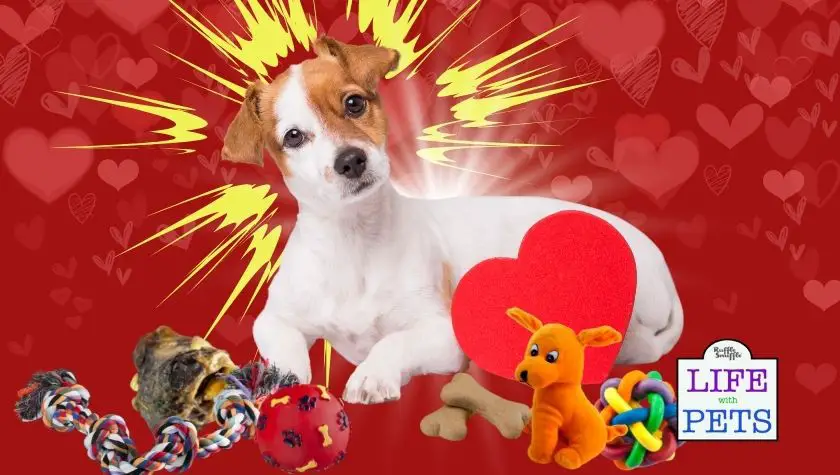 dog valentines box