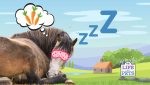 how do horses sleep - what you need to know