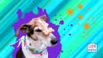tricks to teach your dog