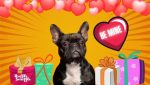 valentines-gifts-for-dogs