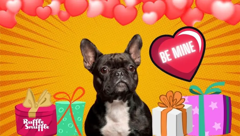 valentines-gifts-for-dogs
