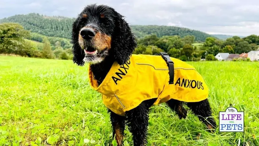 yellow coats for anxious dogs