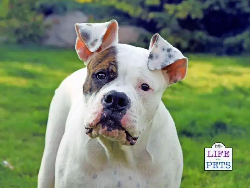 American Bulldog Bite Force Strength Psi How Strong Is Bite