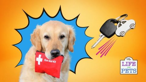 How to Drive and Safely Travel with your Dog
