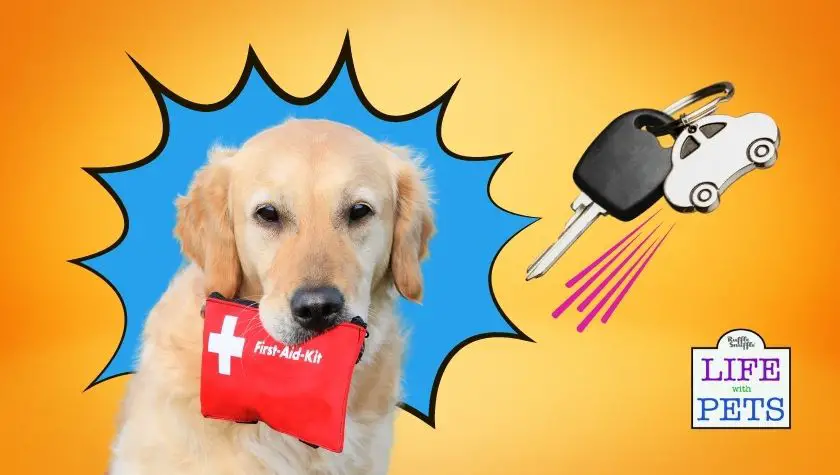How to Drive and Safely Travel with your Dog