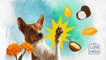 How to Naturally Moisturize Dog Paws and Keep Them Soft