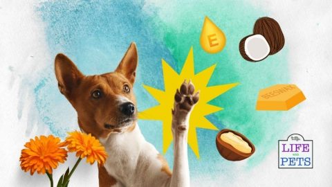 How to Naturally Moisturize Dog Paws and Keep Them Soft