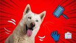 The Top Five Reasons Why Dogs Shed Hair And how to minimize it!