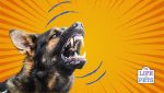 Top 7 Dogs With The Strongest Bite Force in the World