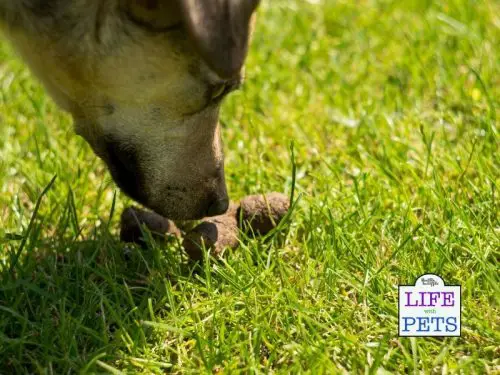 Why Do Dogs Eat Their Own Poop? And How To Stop Them