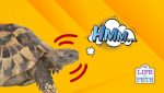 Why Turtles Bob Their Head