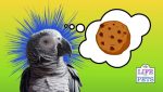 can parrots eat chocolate