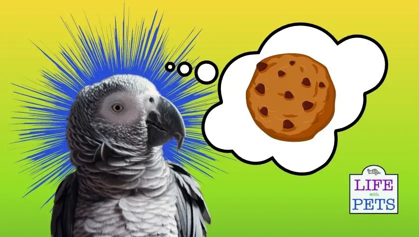 can parrots eat chocolate