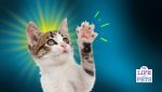 cat paw anatomy -all you need to know