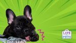 how to treat a yeast infection in dogs paw
