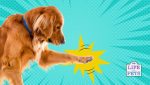 stop dog gnawing on paws