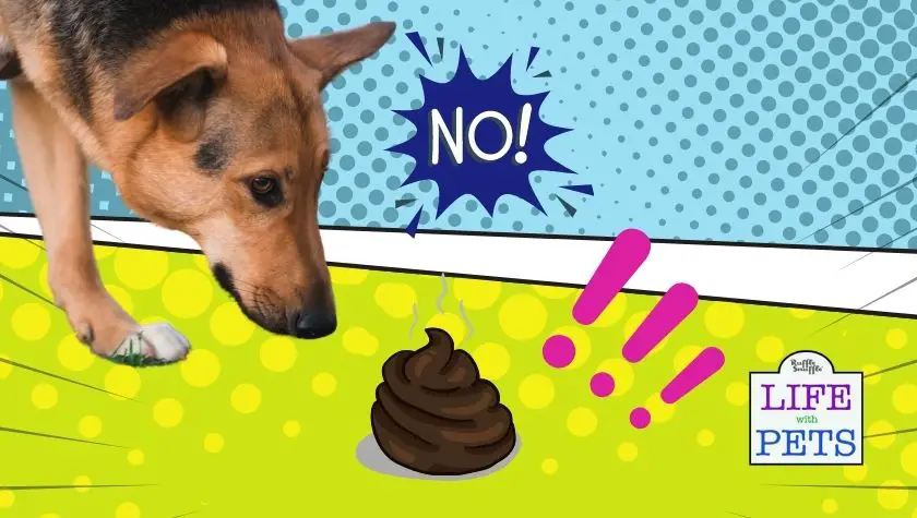 why dogs eat their feces