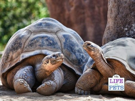 Why Tortoises And Turtles Bob Their Head: The Science Behind The ...