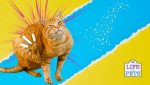 common cat allergies