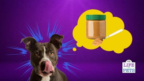 5 of the Best Natural Peanut Butters for Your Dog
