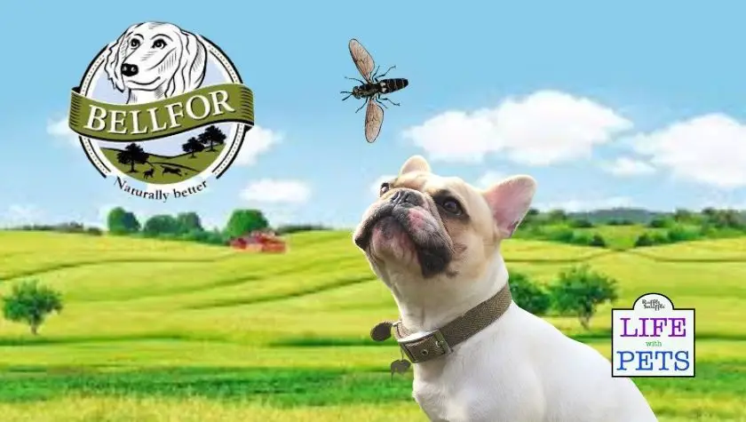 BEllfor Dog Food REview