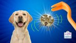 How To Remove A Tick From A Dog