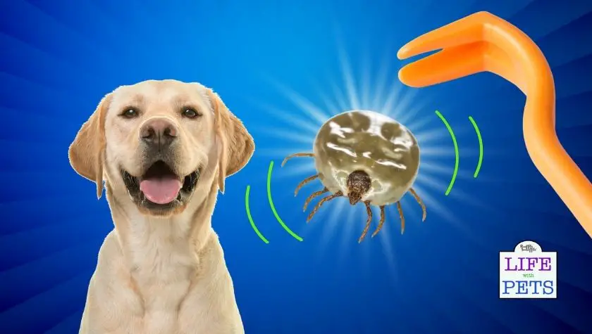 The BEST Way To Remove Ticks From Your Dog (Safe and Fast!) How To Remove A Tick From A Dog