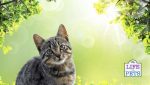 What Happens To Cats When Their Owners Die