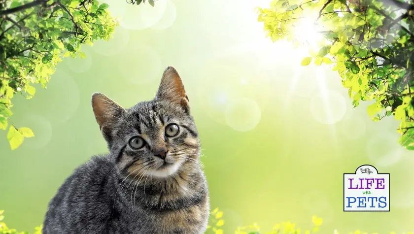 What Happens To Cats When Their Owners Die