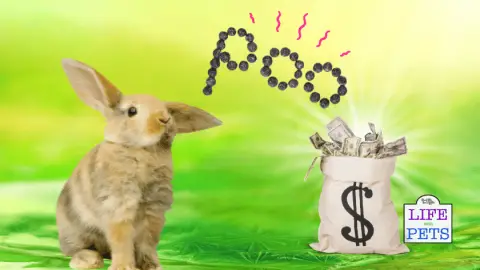make money from rabbit poo recycle bunny poop