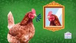 why do chickens peck at their reflection