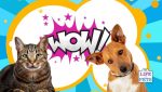 7 tech finds for pet owners