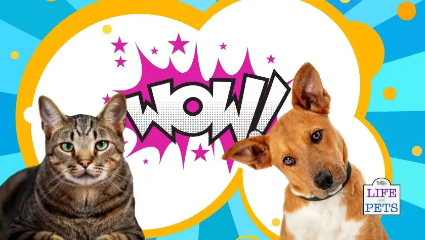 7 tech finds for pet owners