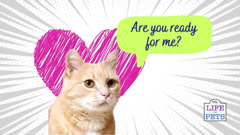 3 Things To Consider Before Bringing a Cat Into Your Life