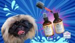 belly dog grooming routine