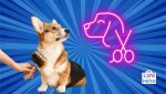 best dog grooming tools at home