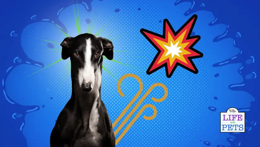 dog diarrhea