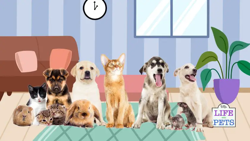 family pets