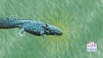 morphing axolotl (2)