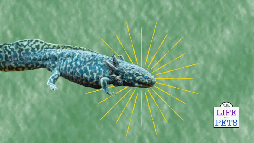 morphing axolotl (2)