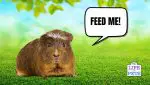 safe alternative foods for guinea pigs