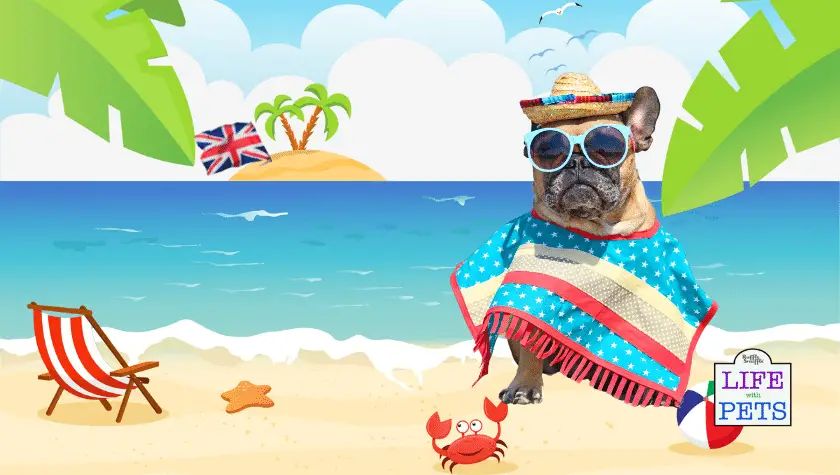 Taking Your Dog Abroad When Travelling From the UK: What you need to know travelling aboard with your dog from the UK