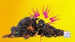 Is it Worth Buying a Dog From a Breeder in the US