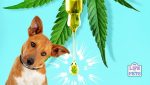 cbd for pets