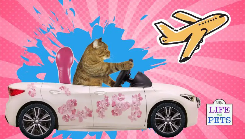 Taking Your Cat Travelling? Here’s What You Need To Know