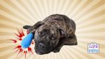 dog after surgery care