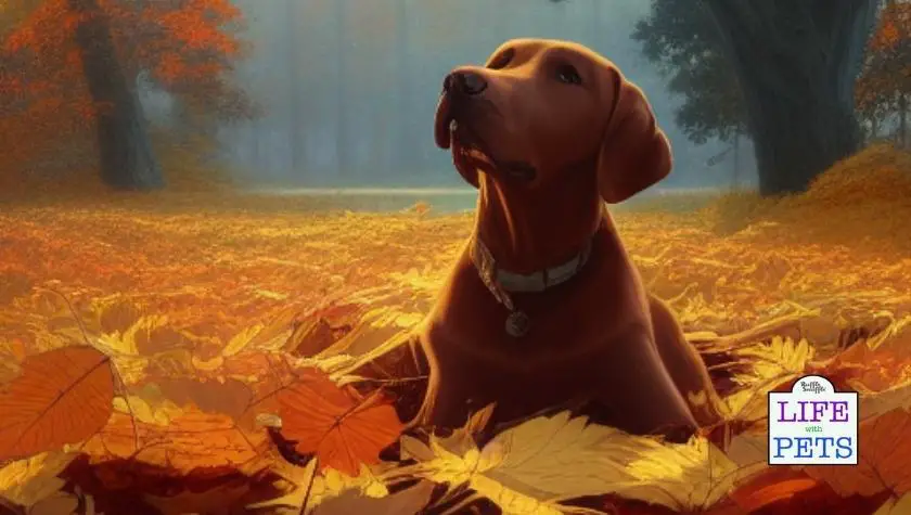 Dog Acorn Poisoning FAQs