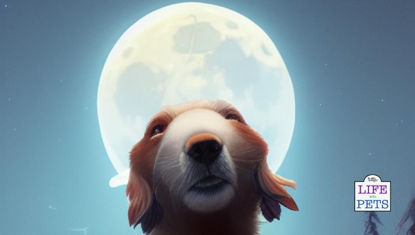 Why do dogs react to the full moon?