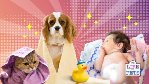 Hygiene Care Keeping Your Newborn Baby Healthy Around a Dog, Cat and Other Pets [Expert Advice]