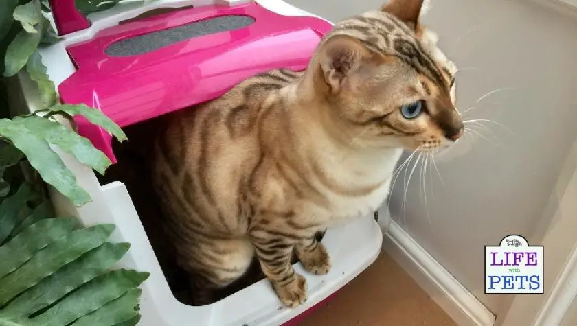 What are the hygiene risks of cats around babies? - litter box